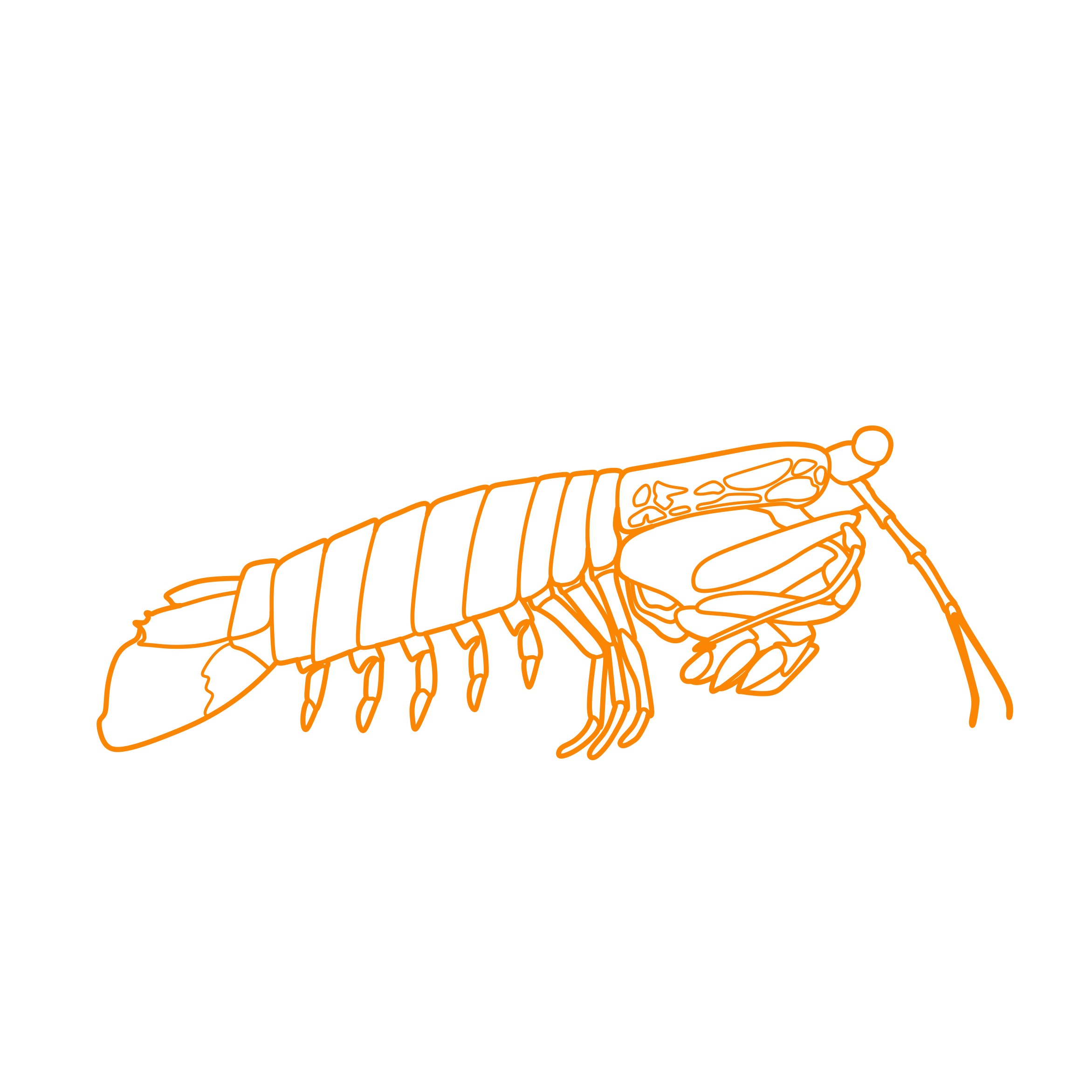Animals Crustaceans Peacock Mantis Shrimp Outline Icon Svg Set Free Vectors